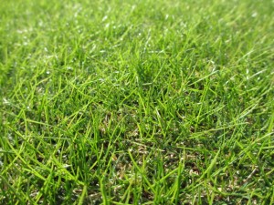 IMG_2496