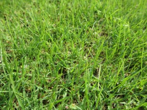IMG_7532