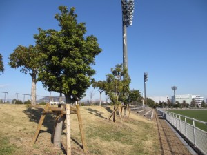 IMG_9229