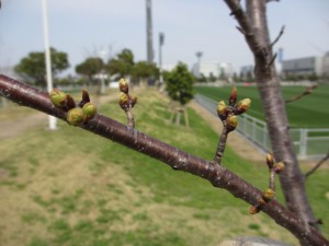 IMG_0043