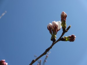 IMG_0218