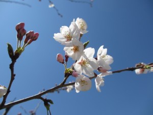 IMG_0294
