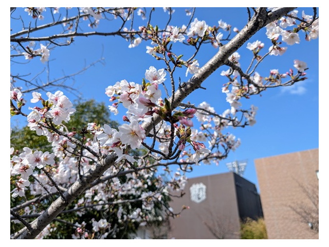 セレッソの森2025サクラ通信（4） - セレッソ大阪スポーツクラブ公式サイト