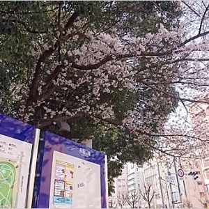 マイセレ桜開花情報｜3月26日：今朝の長居公園