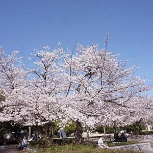マイセレ桜開花情報｜3月30日：今週末がラストチャンス＠長居公園